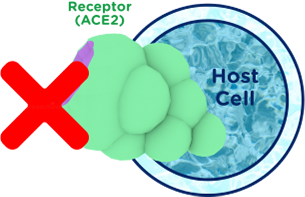 ACE2 receptor blocked from virus attachment, protecting the host cell from infection.