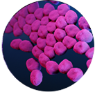 Acinetobacter bacteria visualised under microscope, effectively killed with UV-C light