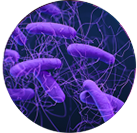 Clostridium difficile pathogen targeted by RUVi autonomous UVC disinfection