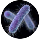 UVC-targeted image of E. coli microorganism tested in clinical settings