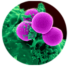 Microscopic image of MRSA bacterium targeted by RUVi UVC disinfection robot