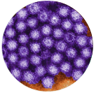 High-resolution image of Norovirus particle eliminated by UV-C sterilisation