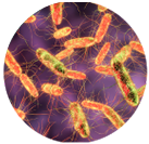 Salmonella bacteria eliminated through hospital-grade UV-C disinfection process