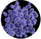 VRE (Vancomycin-resistant Enterococci) under microscope, inactivated by UVC robot