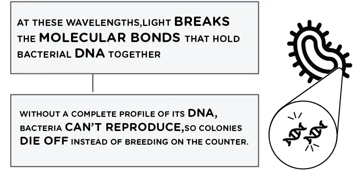 Diagram showing how UVC light breaks bacterial DNA bonds to stop reproduction and cause cell death.