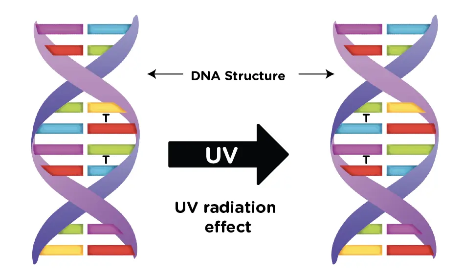 Illustration showing how UVC radiation damages DNA structure, preventing microorganisms from reproducing.