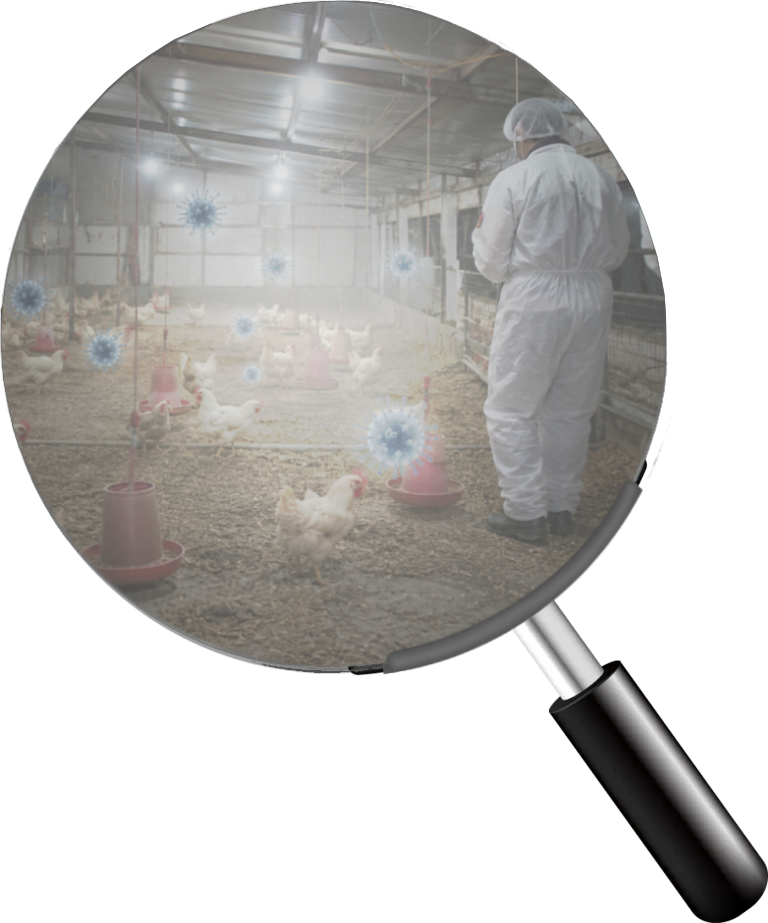 Stop Viral Flu Transmission in Poultry and Hatchery Bird Chicken Farms